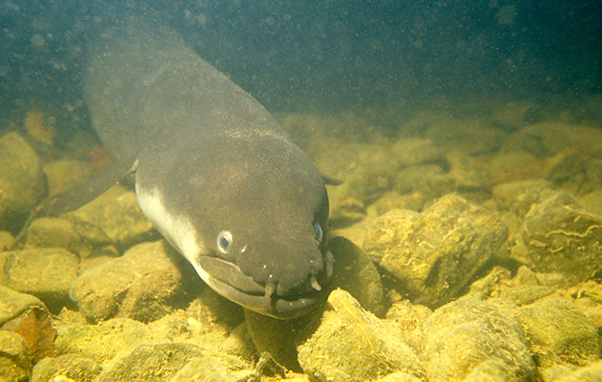 Longfin eel