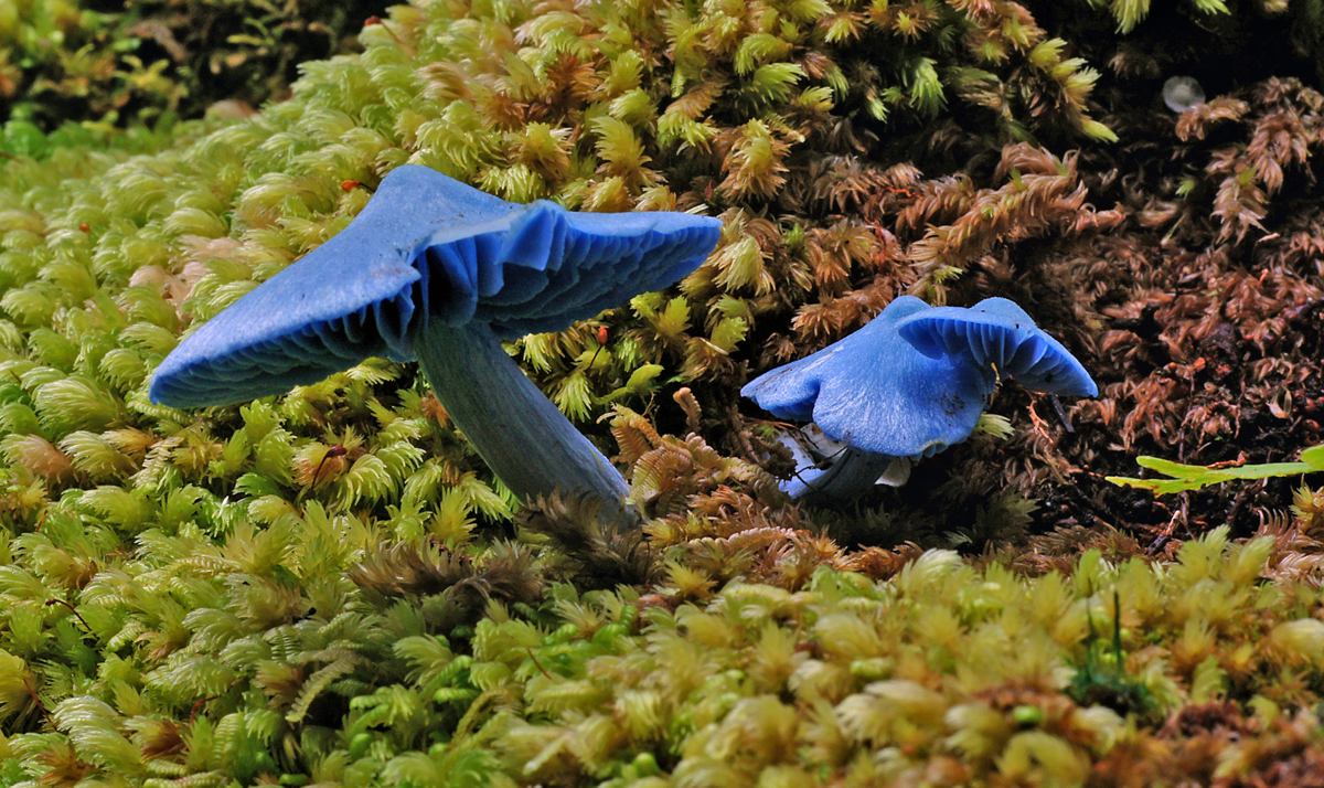 Blue fungi bernard spragg flickr